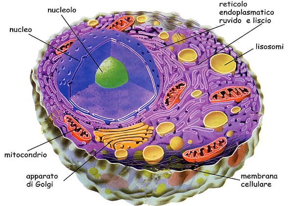 struttura della cellula eucariote