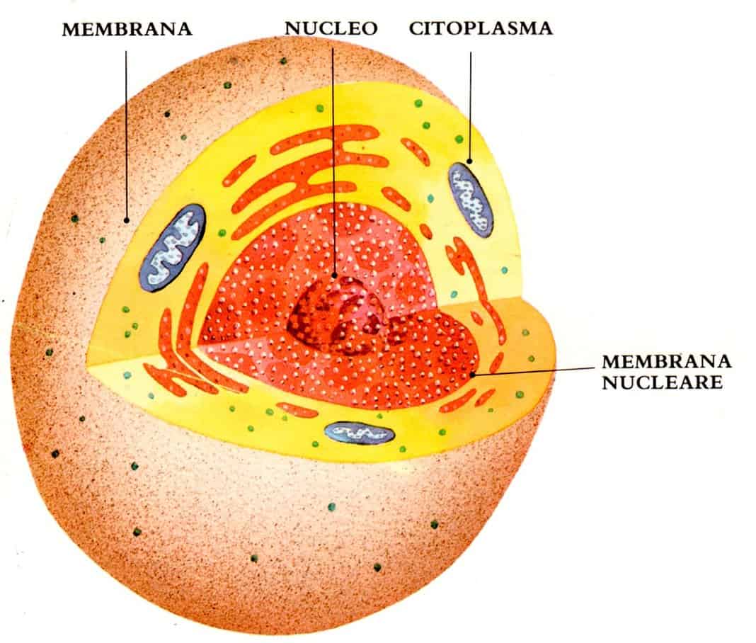 cellula