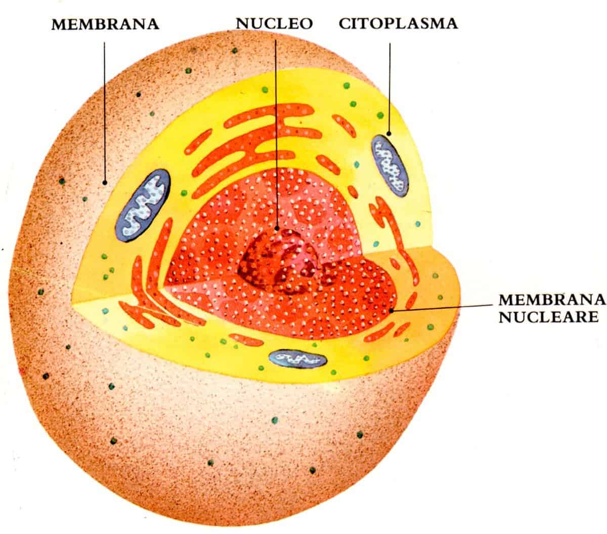 Cellula: struttura e caratteristiche - Studia Rapido