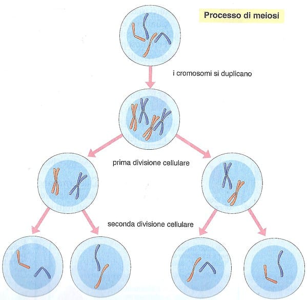 processo-di-meiosi