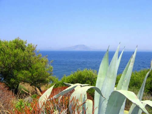 macchia mediterranea