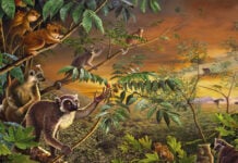 Primati nella Preistoria ed evoluzione