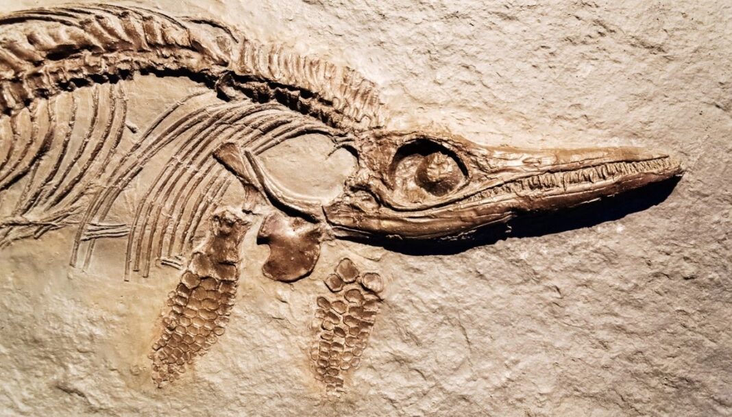 Fossili cosa sono e come si formano