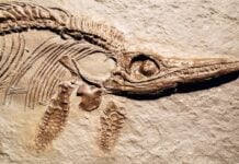 Fossili cosa sono e come si formano