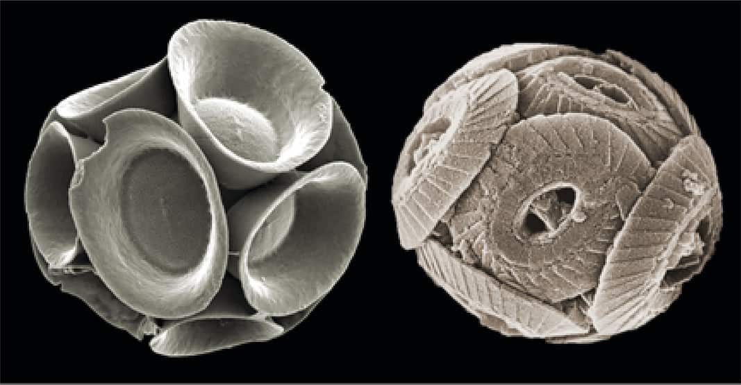fossili