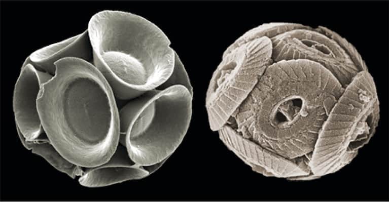 fossili