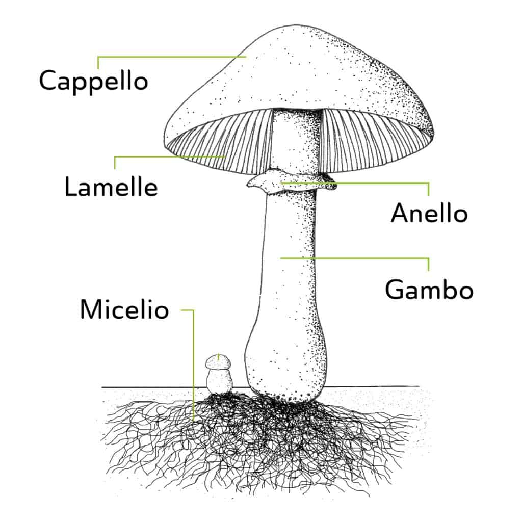 Funghi descrizione e caratteristiche