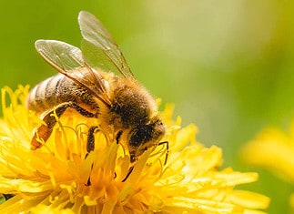 Le api chi sono e come sono organizzate