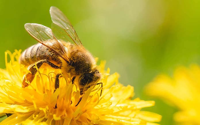 Le api chi sono e come sono organizzate