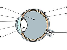 le parti dell'occhio