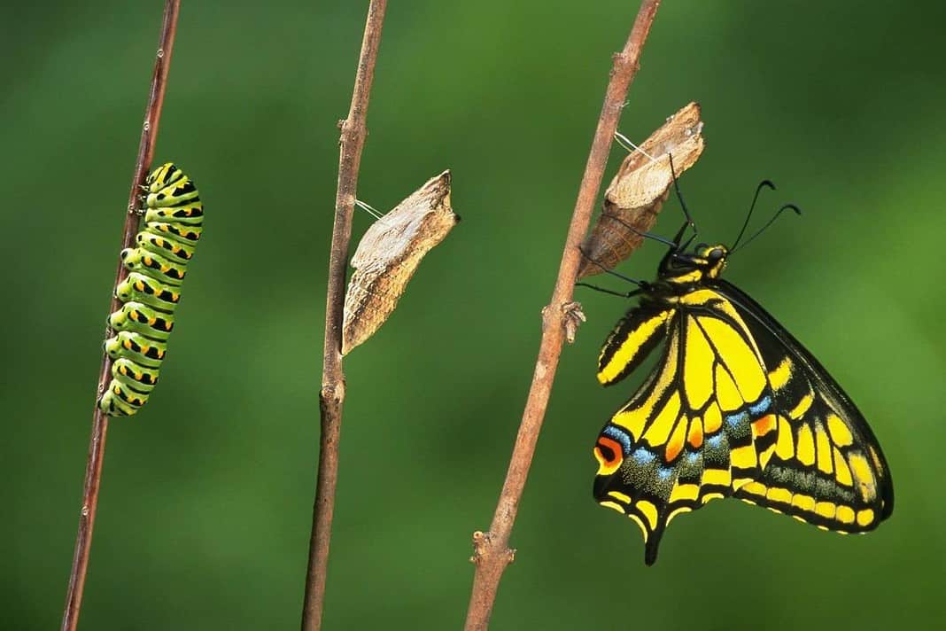 Metamorfosi degli insetti