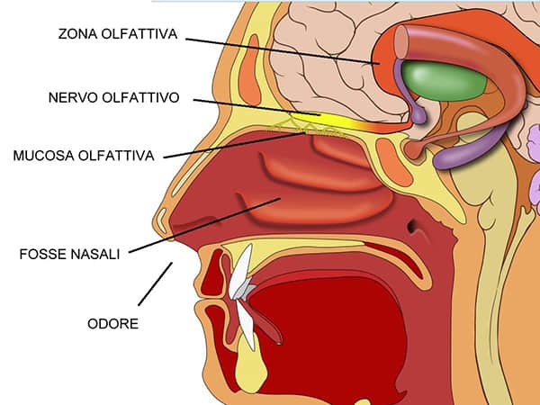 Naso e olfatto come funzionano
