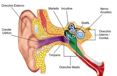 Orecchio struttura e funzionamento