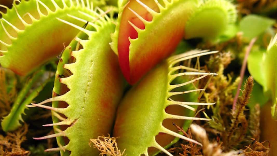 Piante carnivore
