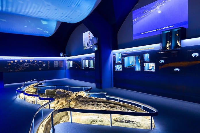 Balena_Paleontologia podcast sulla scienza