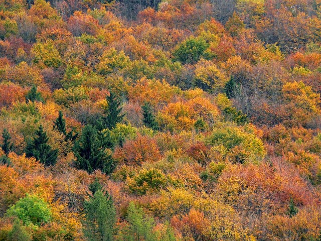 foresta temperata dove si trova e caratteristiche
