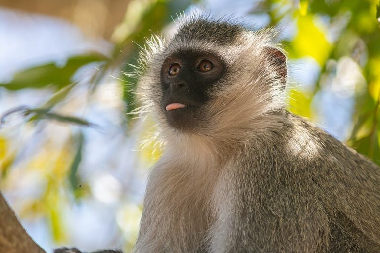 Gli animali - scienze