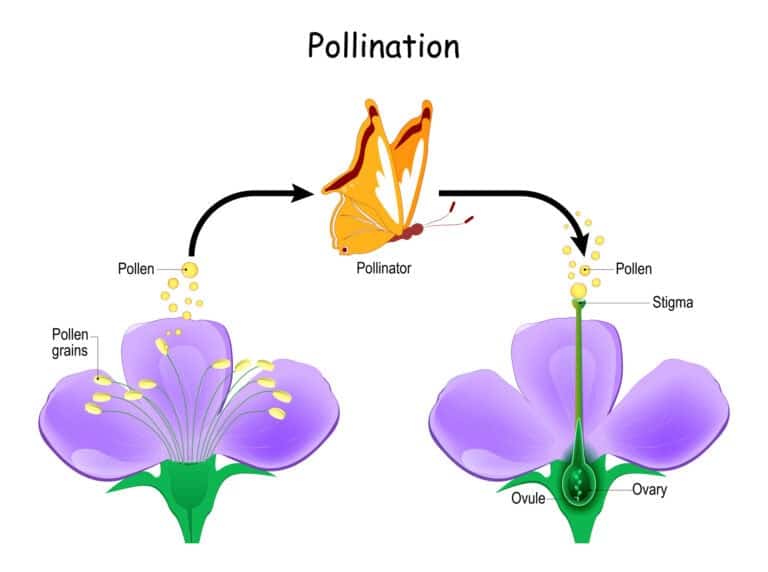 Impollinazione che cos'è e come avviene