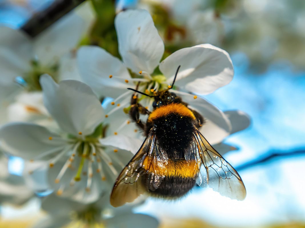 Insetti impollinatori