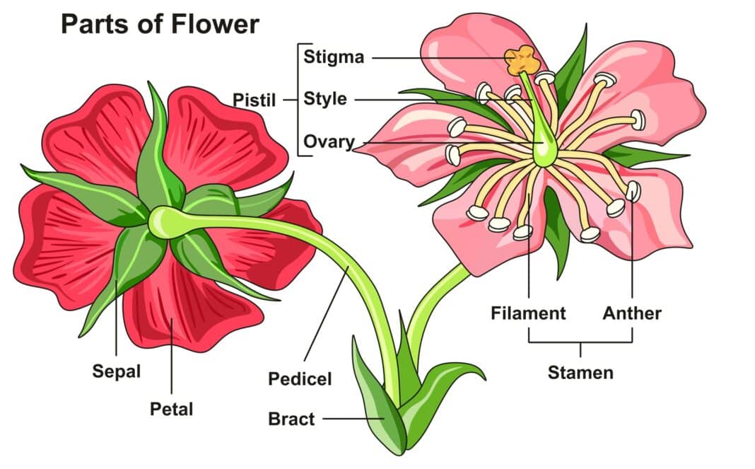 Le parti del fiore