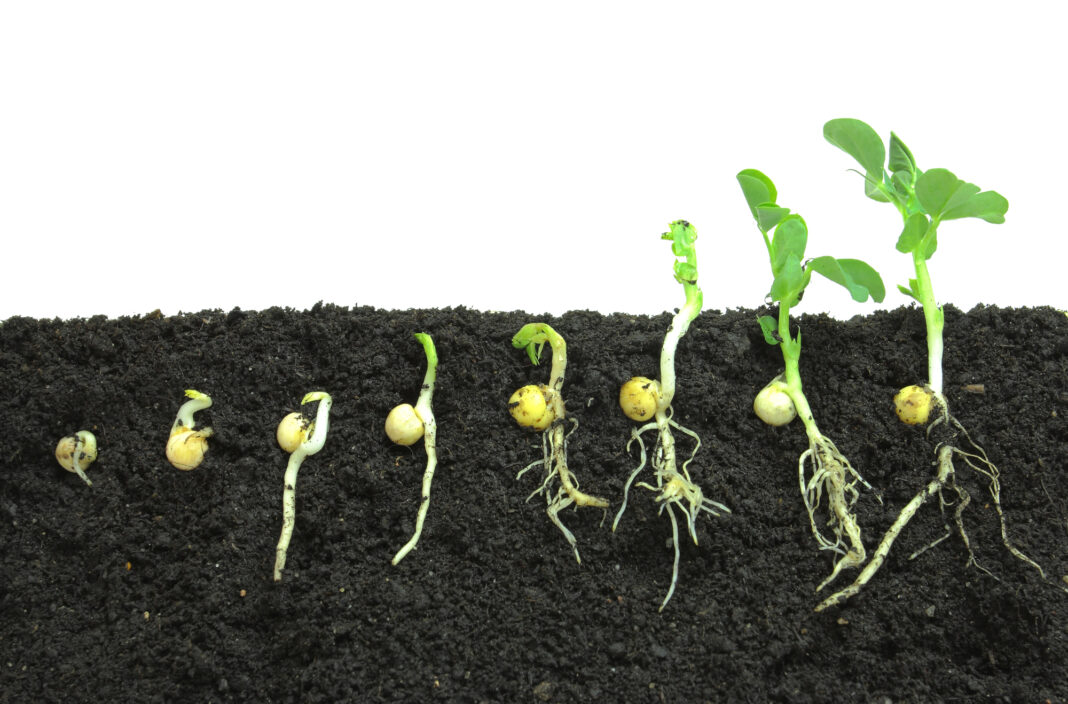 Germinazione - dal seme alla pianta